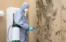 Mold Removal Services